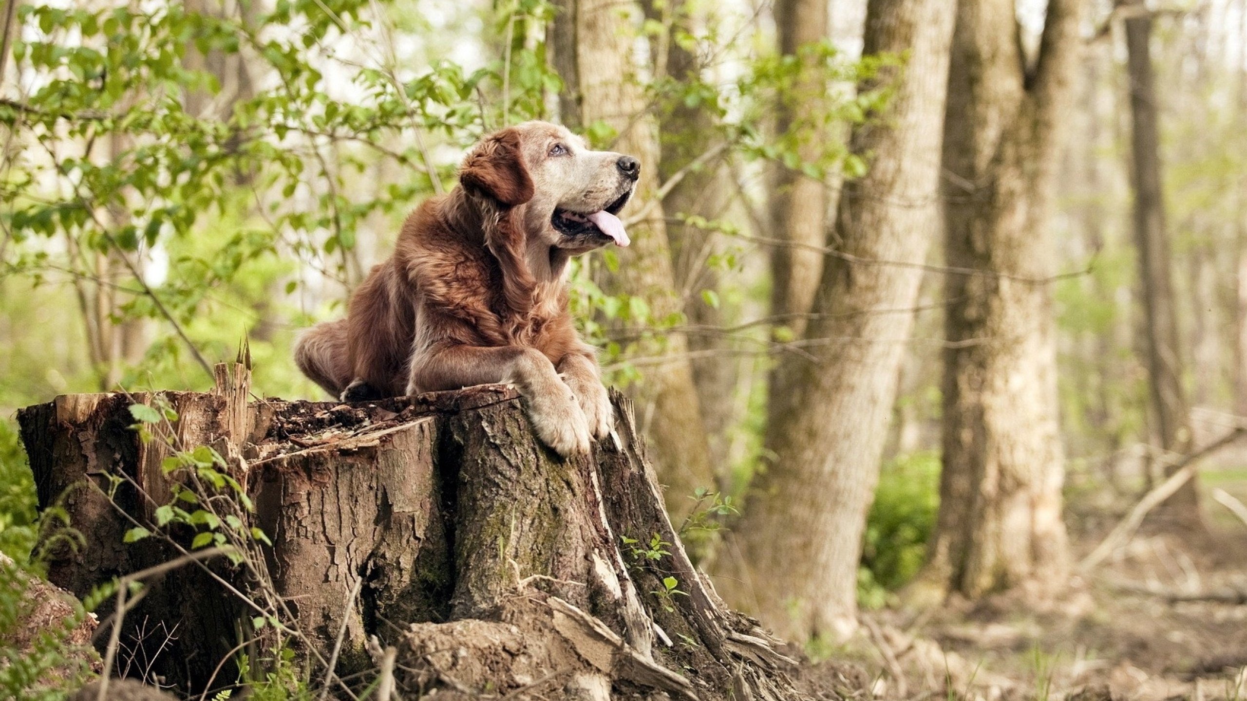 爱游戏官方-红土焰火，硬地月光，辛纳在时空穿梭中完成的史诗级翻盘