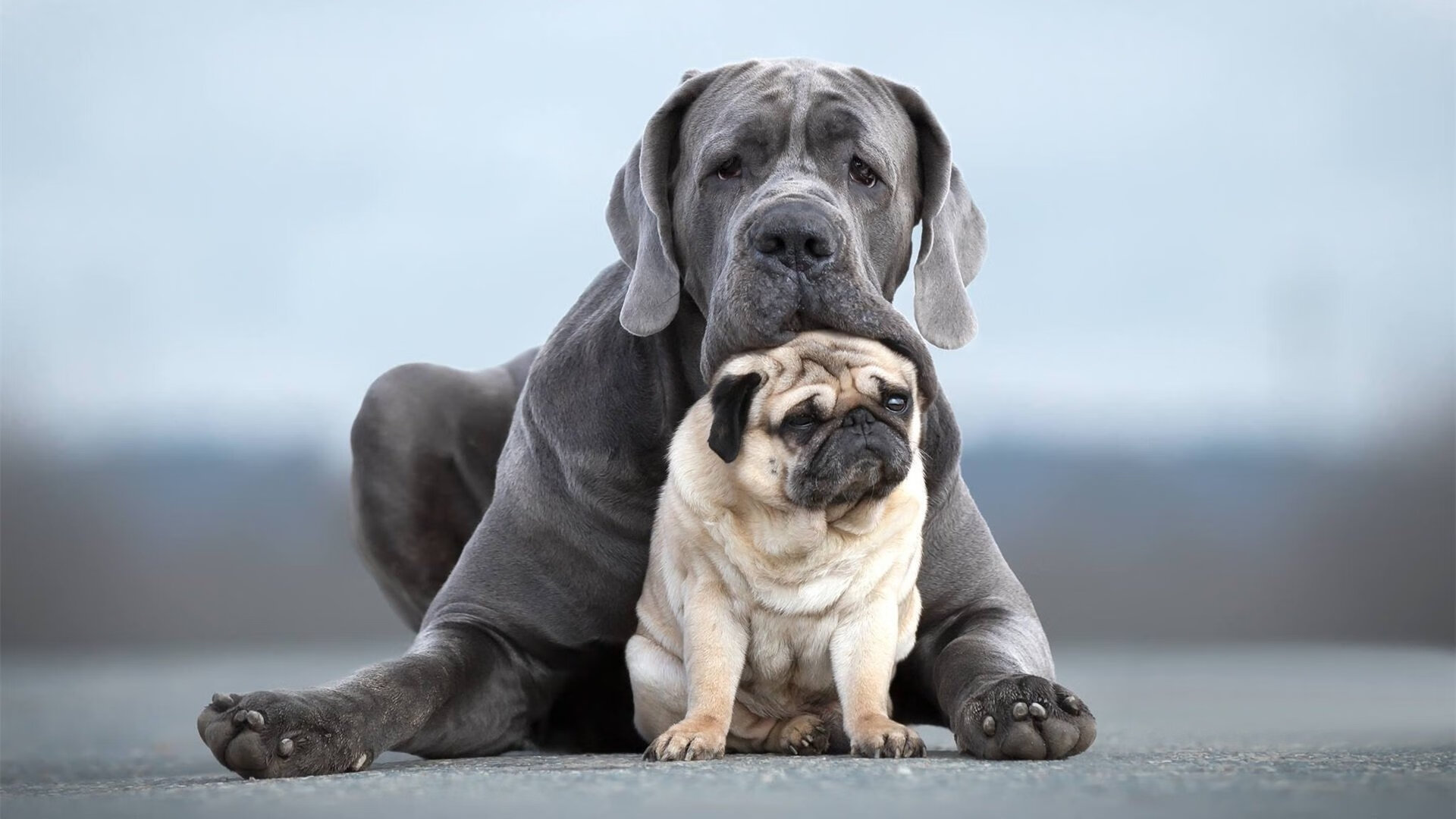 爱游戏入口-梅德韦杰夫，澳网险胜美网的扛旗者