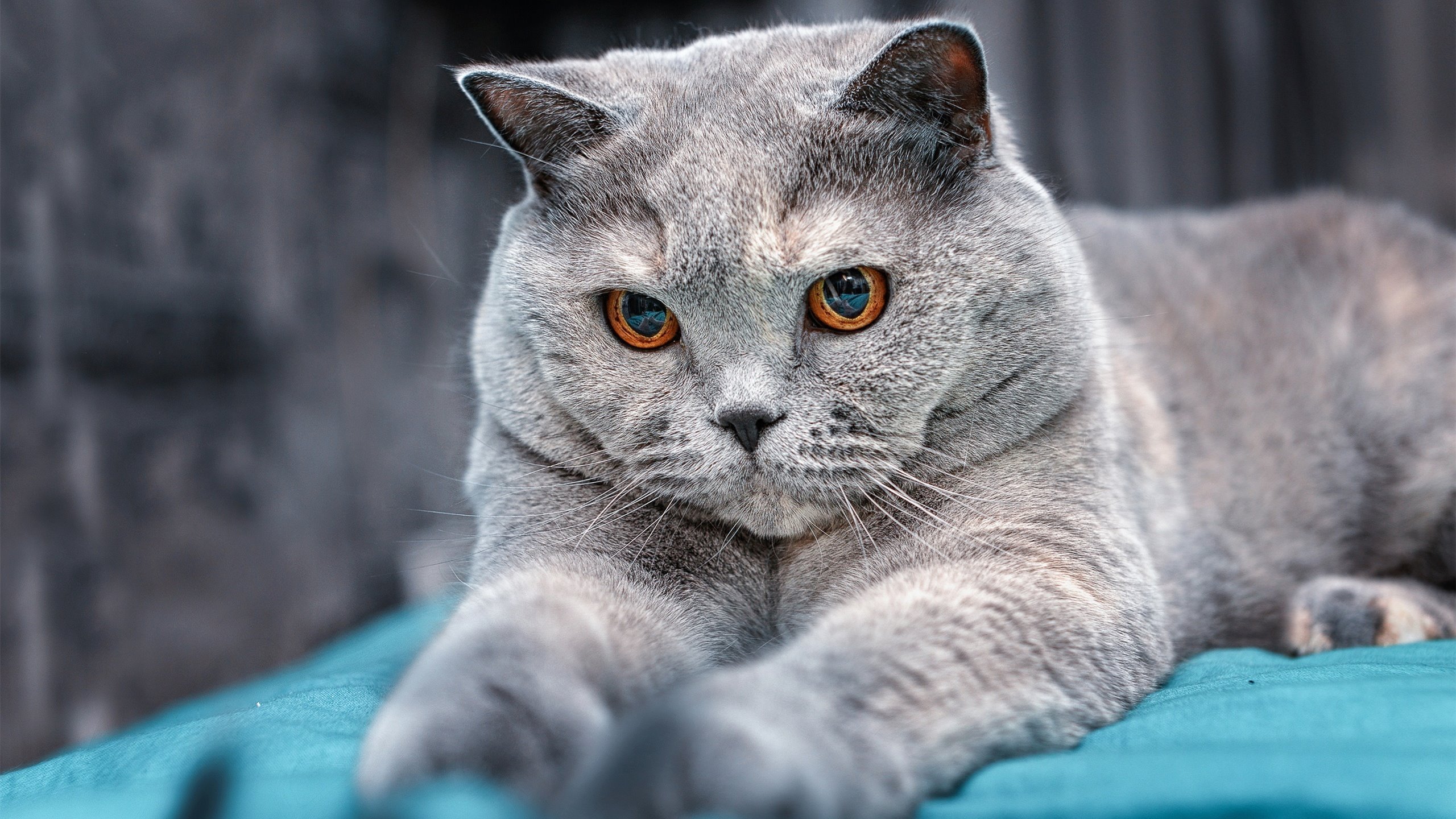 风暴与寒流,当拉亚的双翼遮蔽了韩国的天空