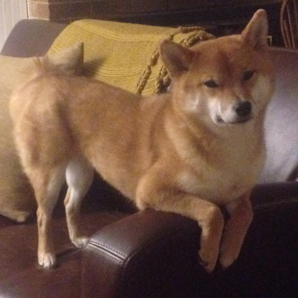 平行世界的里程碑，当摩洛哥遇见新西兰，基米希丈量足球的半径