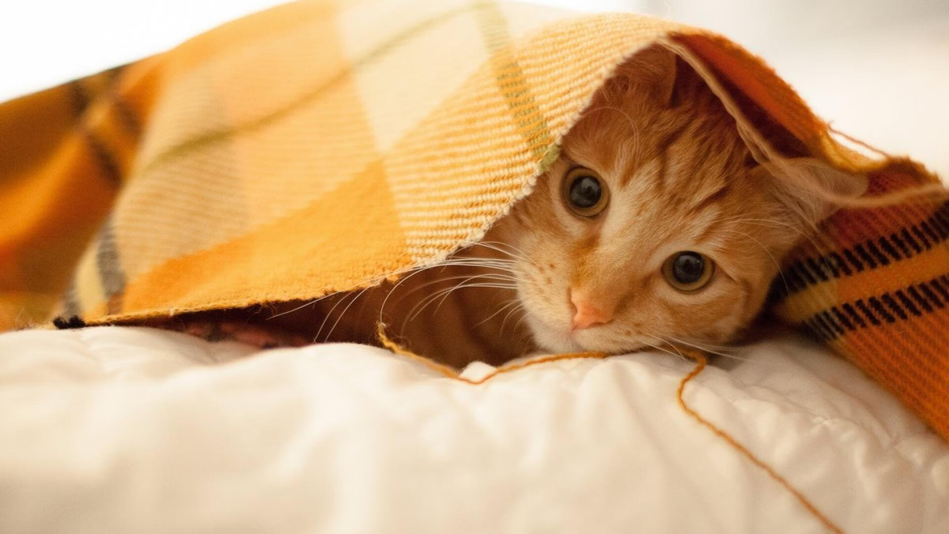 爱游戏-跨时空烽火，当北京首钢遇见犹他爵士，约基奇在紫禁城上演终极拯救