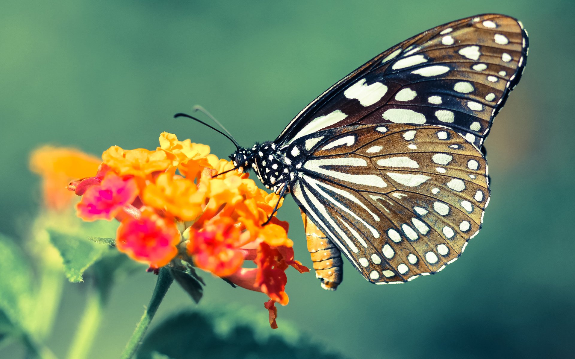 年度焦点之战之夜,绿茵神迹的刻度被哈兰德改写