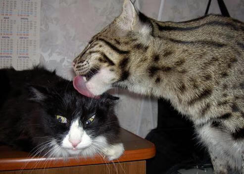 当莫扎特遇见瓜拉尼,一场虚构巅峰对决中佩德里的压力涅槃