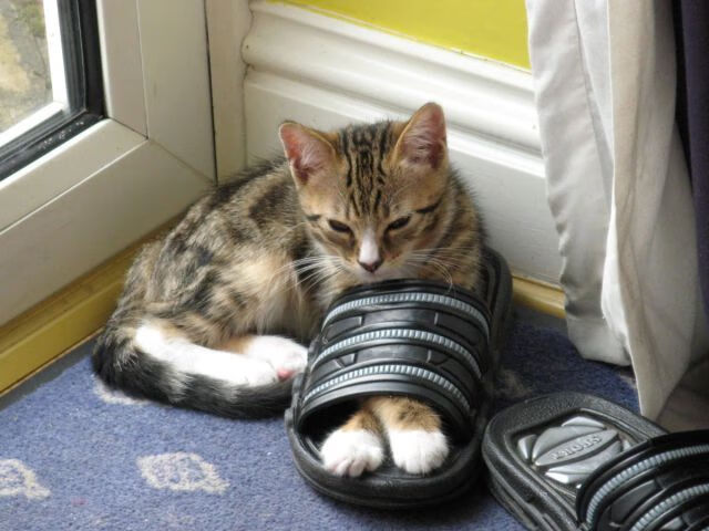 高原回响,当巴尔韦德的左脚划破低地天空—厄瓜多尔如何以海拔与灵魂制霸荷兰