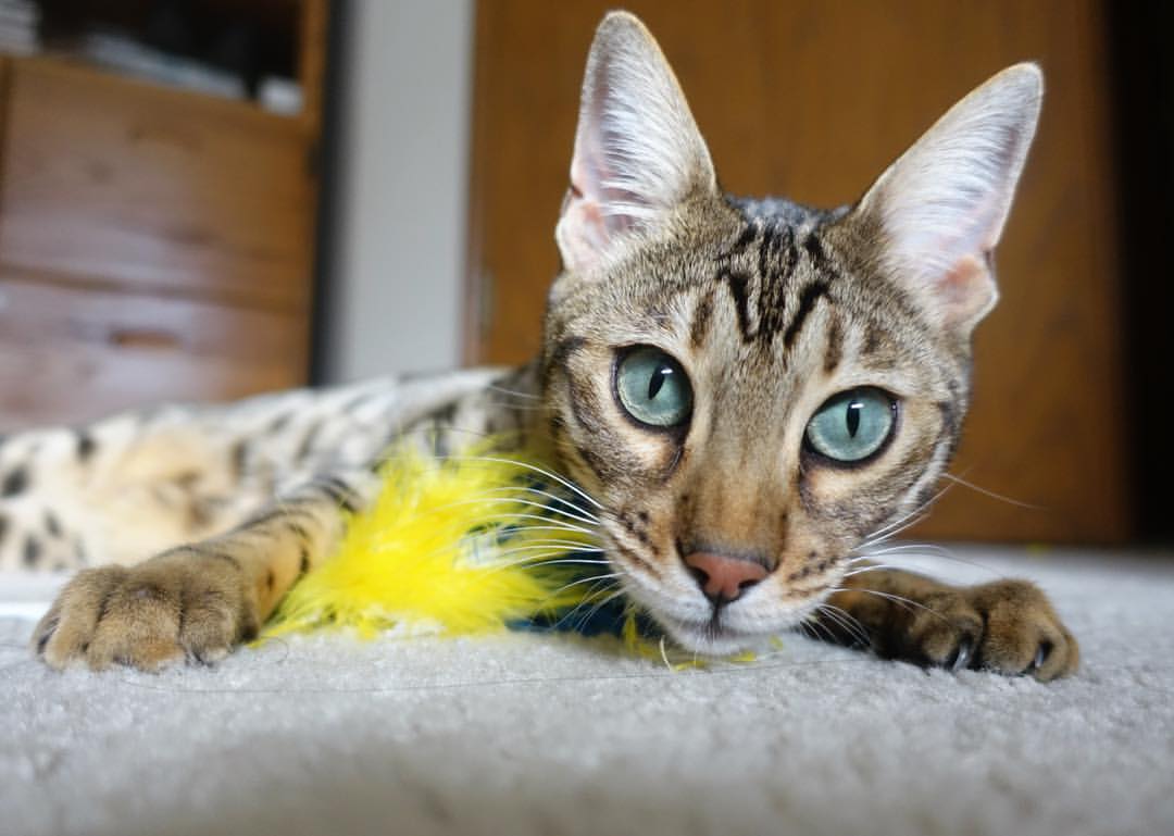 燎原英格拉姆，难敌冰封热火，当个人英雄主义撞上绝对集体主义