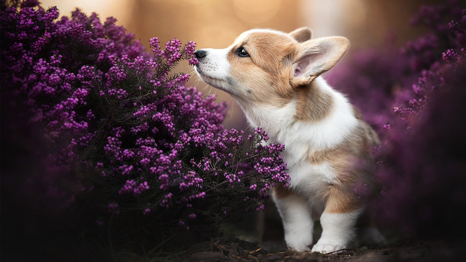 纪律之师与关键先生,地球两端的胜利公式从乌拉圭的钢铁防线到孙兴慜的致命一击,现代足球的两种胜利哲学