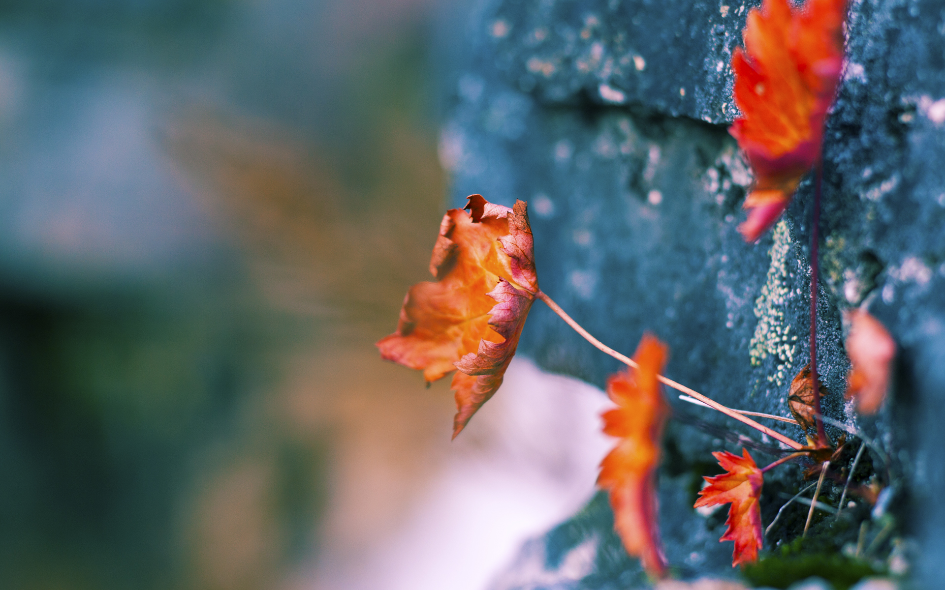 数据中心的欧冠决赛,佛罗伦萨团队的硬仗与澳大利亚数据洪流的终极对决